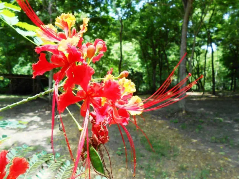 Flora en Camping Playa Escondida Esmeraldas