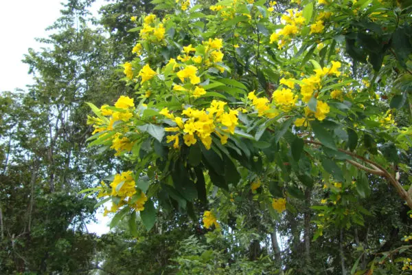 Nupas Principal