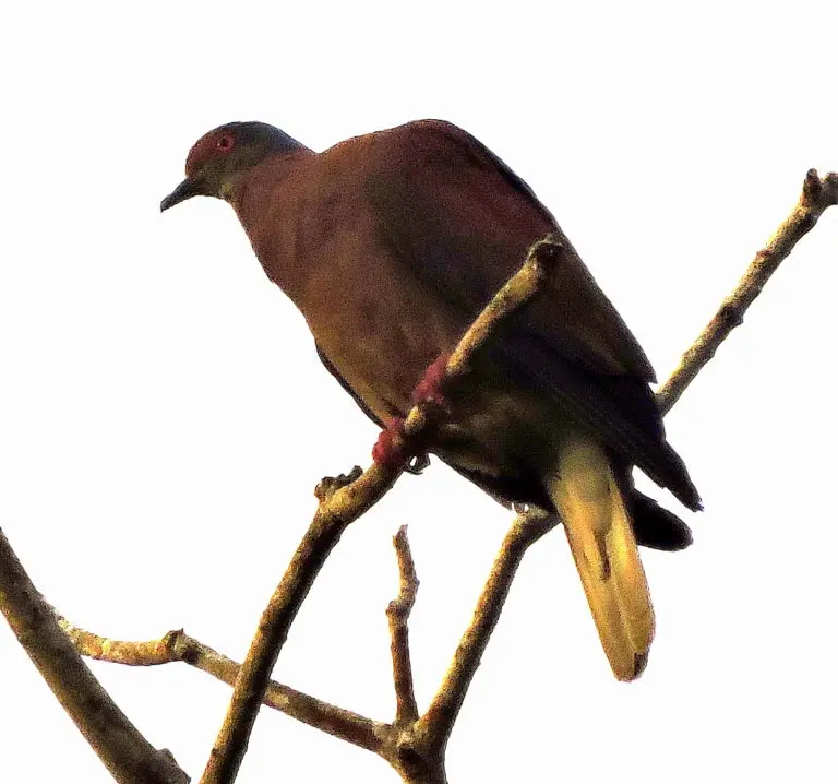 Avistamiento de pájaros en la naturaleza