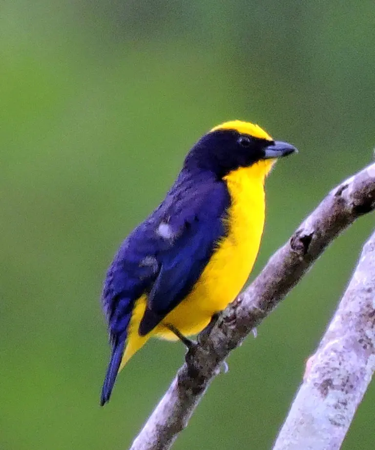 Fotografía de naturaleza alta resolución