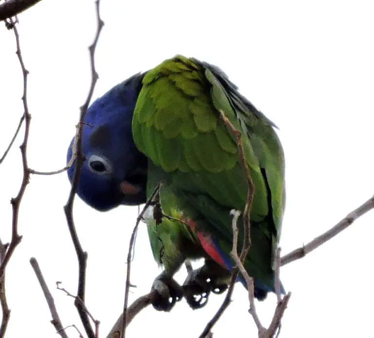 Fauna silvestre del Chocó