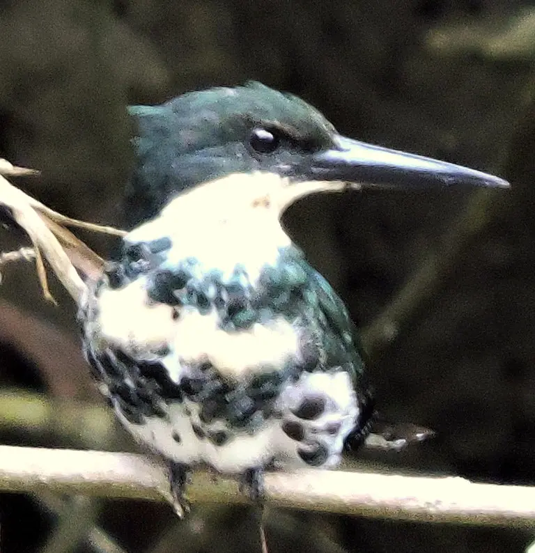 Pájaro tropical en rama
