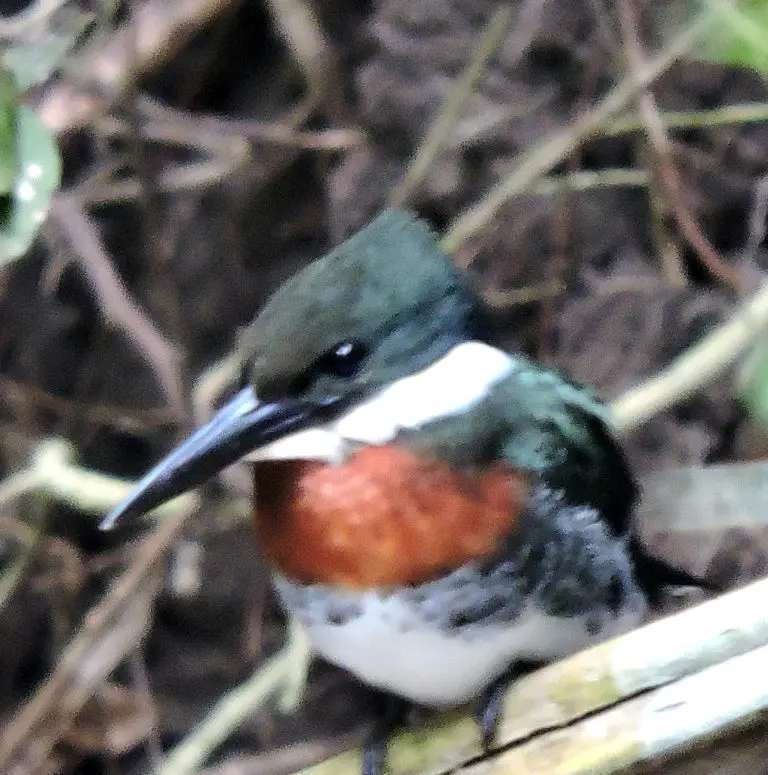 Colibrí o ave pequeña en la selva